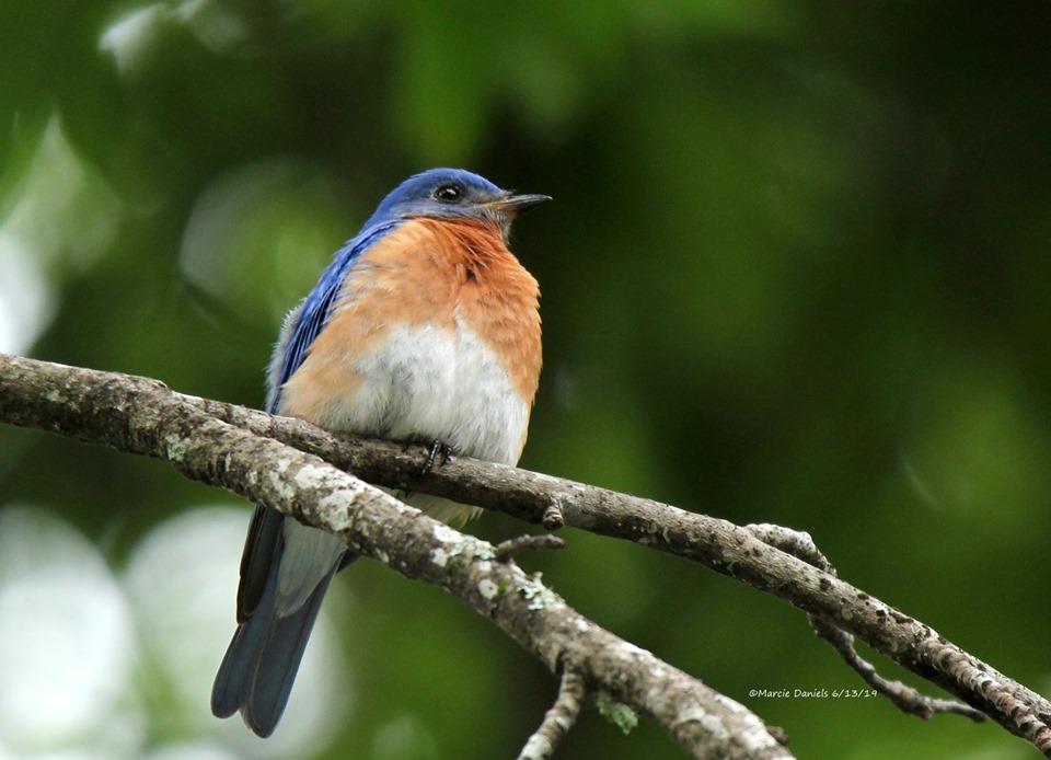Bluebirds in Vernon