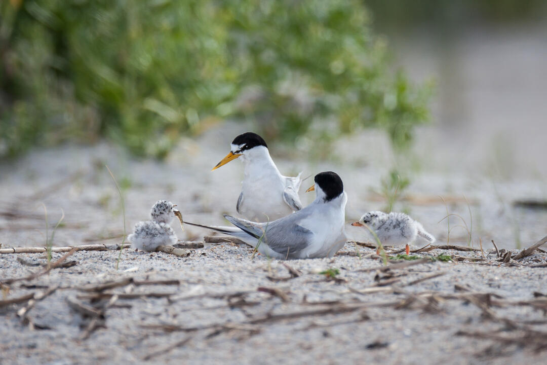 Two adult least terns rest on the beach with their two small and fluffy chicks