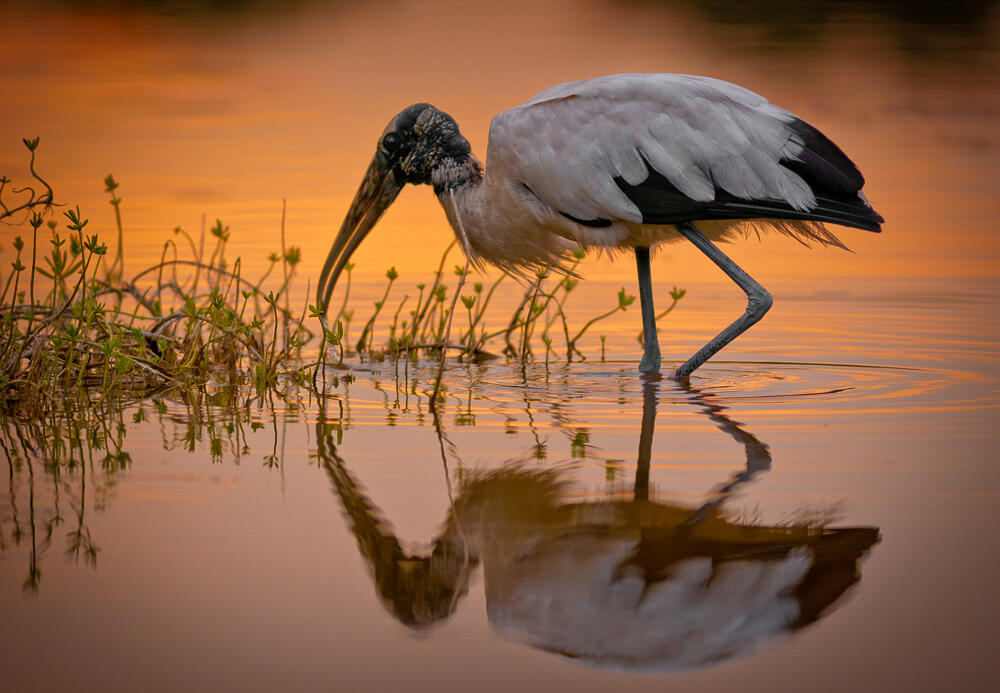 A prehistoric looking wading bird with white body plumage, a rough and bumpy skin covered head and long bill forages in a still pond reflecting the orange glow of the setting sun.