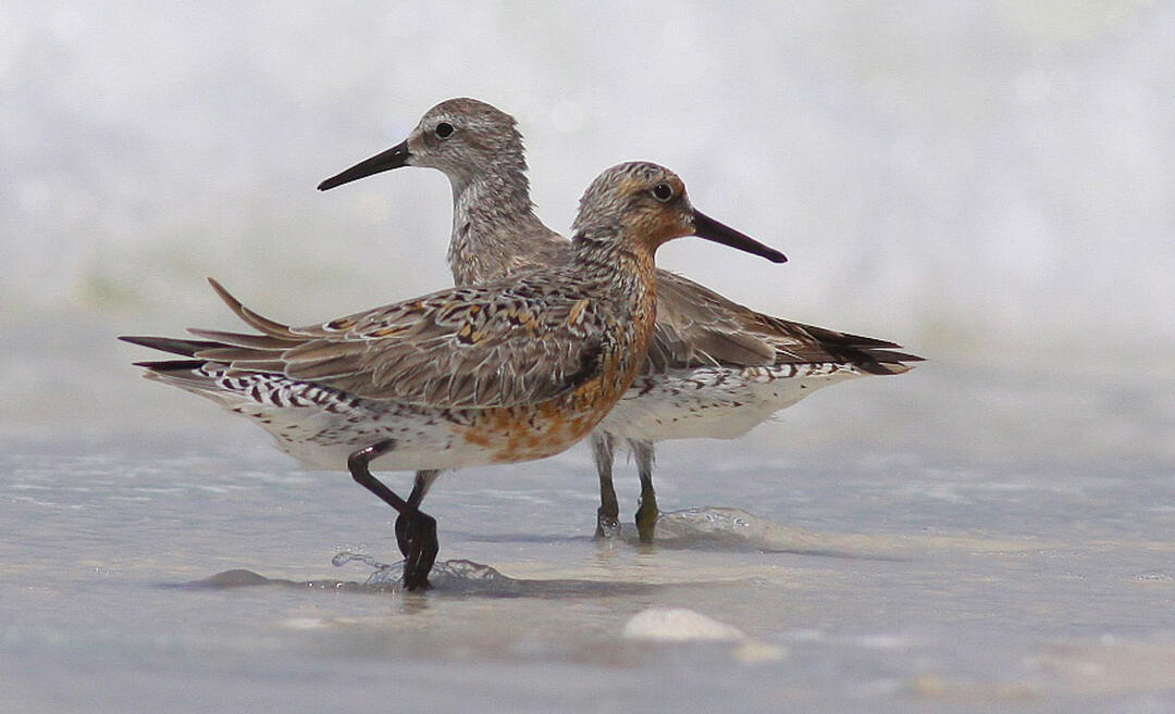 Two Red Knots, small shorebirds with brown, beige, and rusty feathers, look alert at the edge of the ocean water as a low wave washes ashore.