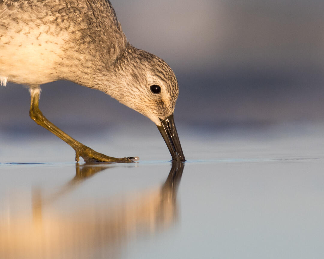A medium sized shorebird probes the sand in the surf foraging for Horseshoe Crab eggs