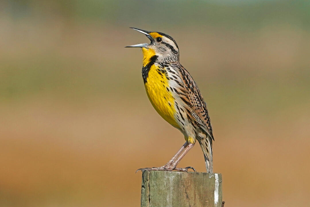An Eastern Meadowlark, a striking bird with yellow and black feathers singing on top of a fence post