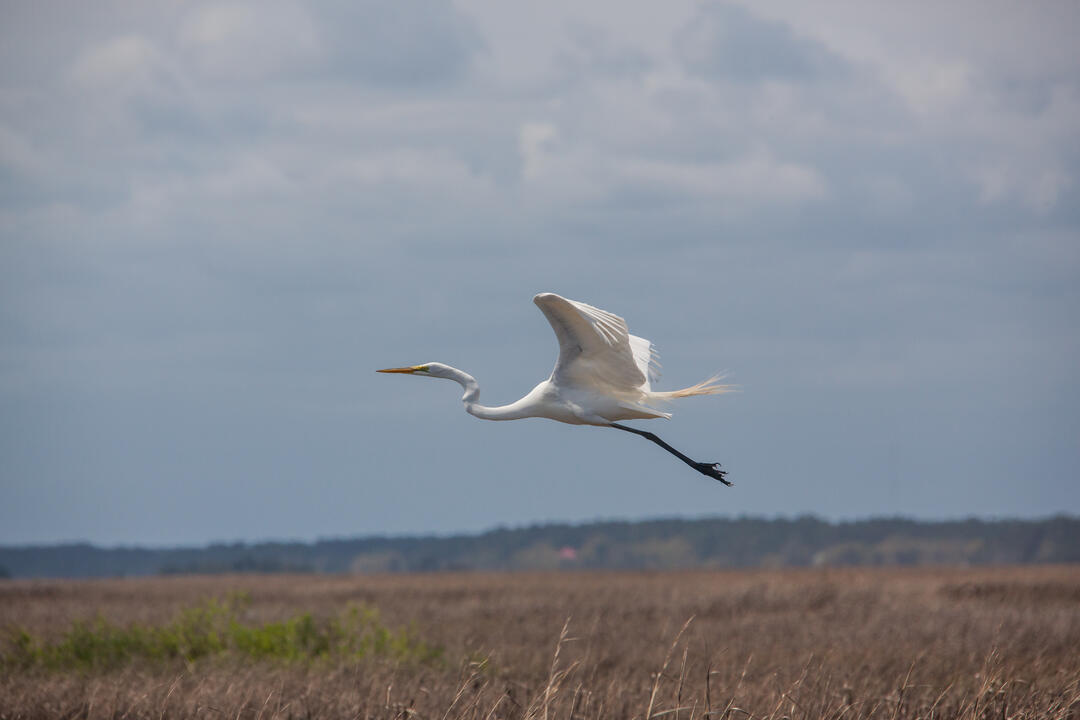 Great Egret