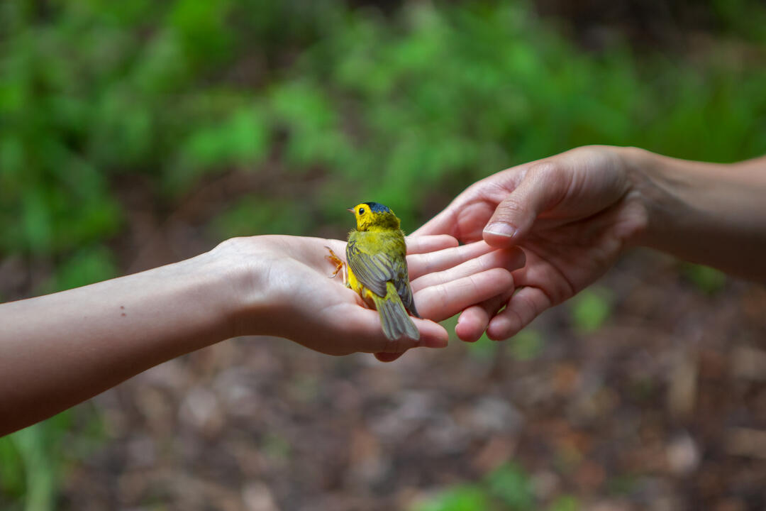 Wilson's Warbler