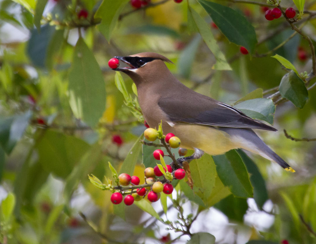 birds and holly berries