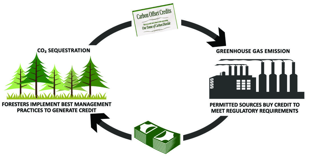 South Carolina Forest Landowners Learn About Carbon Market | Audubon ...