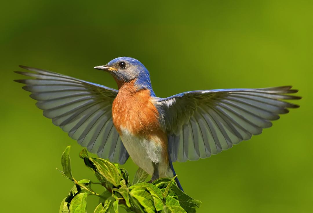 Help Birds Weather Climate Change | Audubon South Carolina