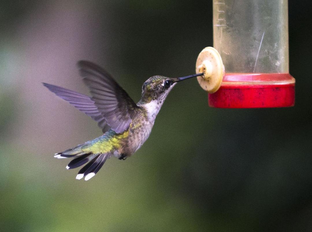 Hummingbird Bonanza Fills Air At Summerville SC Cypress Swamp Farm ...