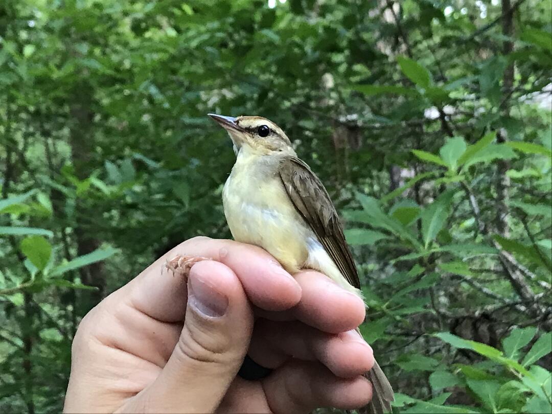 Leading The Way On Bird And Climate-Friendly Forestry | Audubon South ...