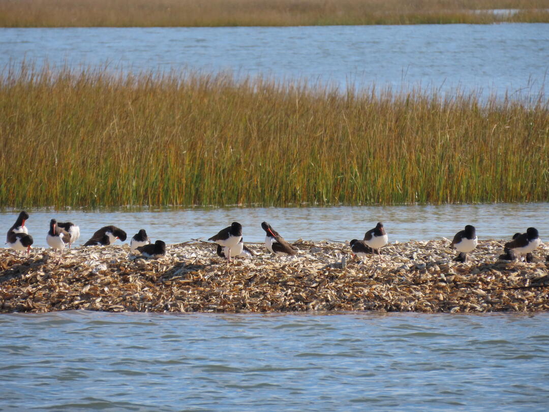 American Oystercatchers in Cape Romain National Wildlife Refuge. American Oystercatchers in Cape Romain National Wildlife Refuge.