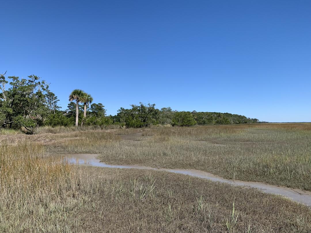 South Carolina salt marsh.