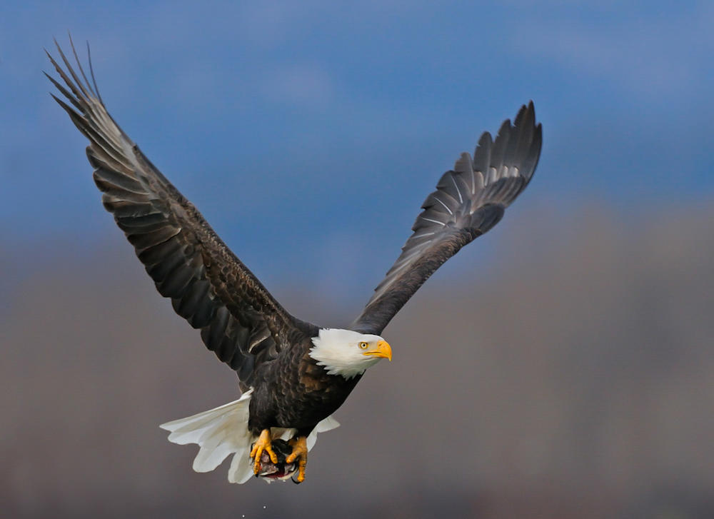 Wildlife | Audubon South Carolina