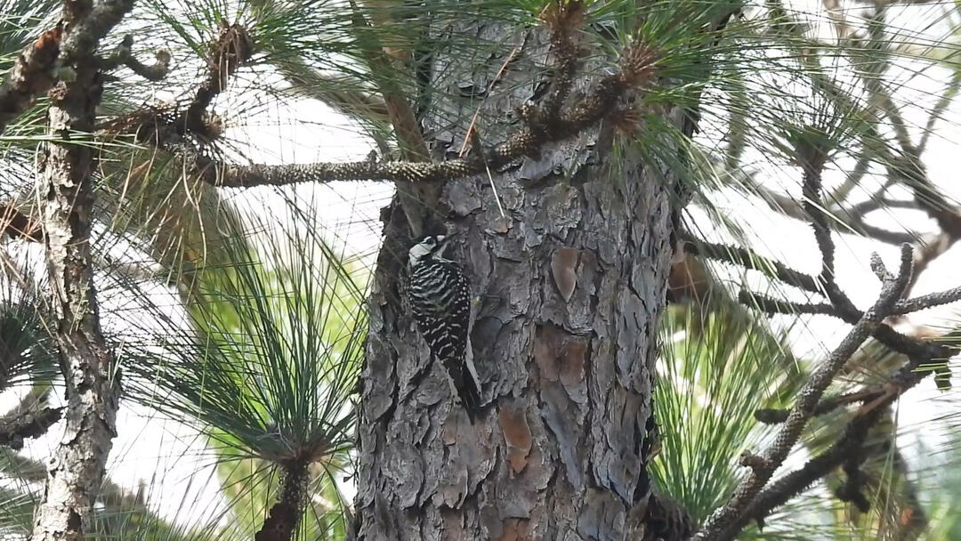 A small black and white woodpecker clings to the rough bark of a tall longleaf pine tree, looking over it's shoulder.