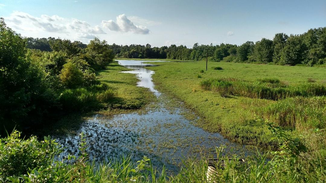 Conservation | Audubon South Carolina