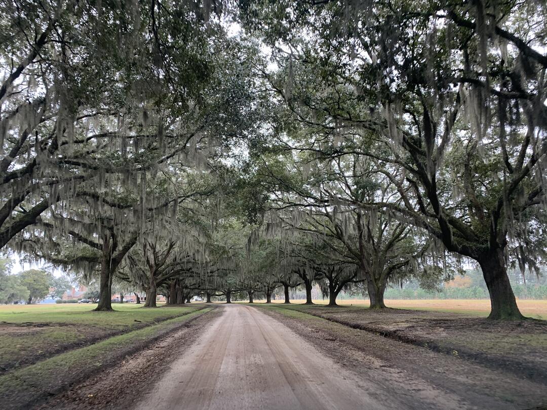 A dirt road leads ahead lined with large Live Oak trees with spanish moss dripping from their sprawling branches.