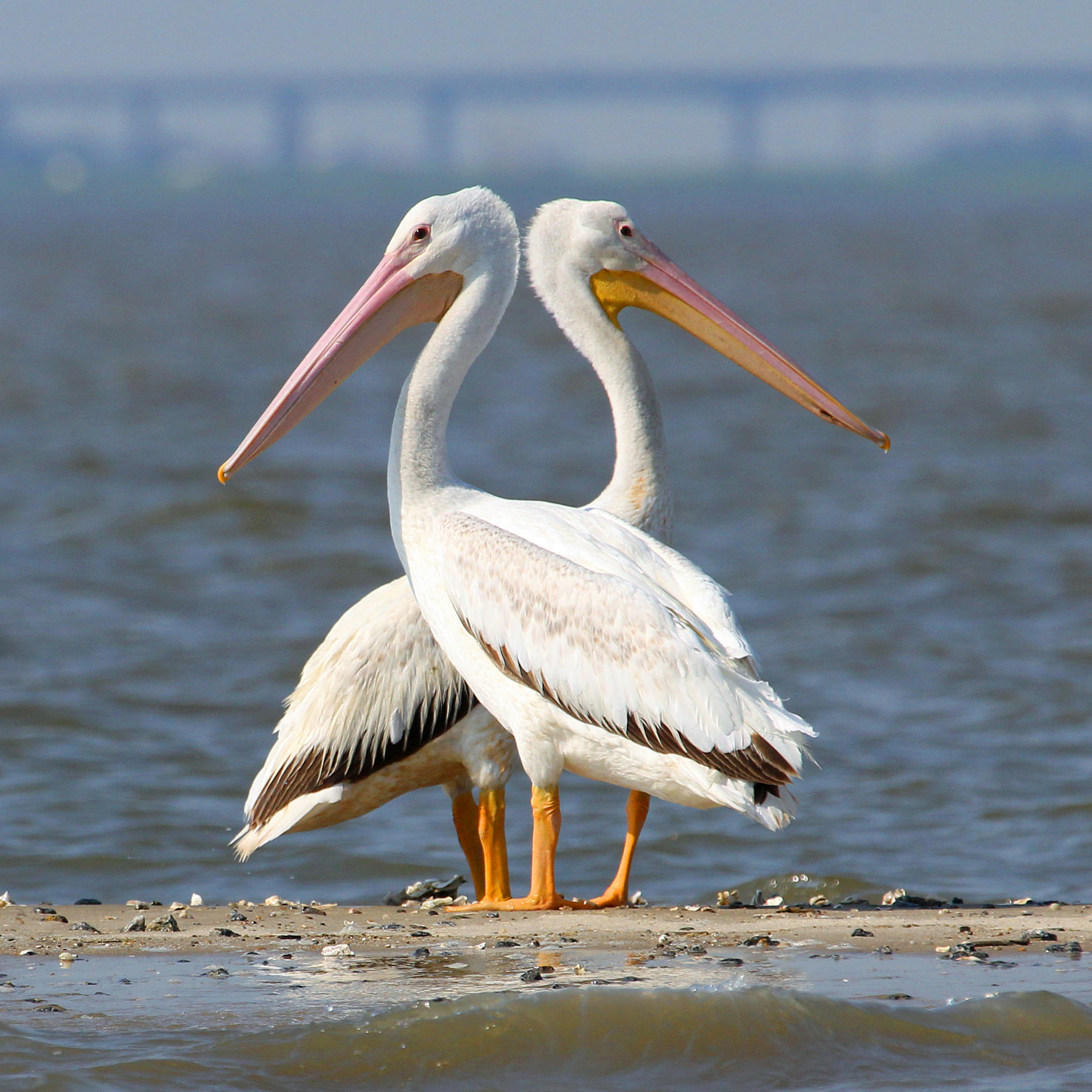 Our 2017 Photo Contest Finalists | Audubon South Carolina